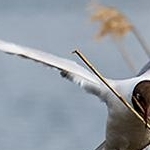 204A1380   Mouette rieuse